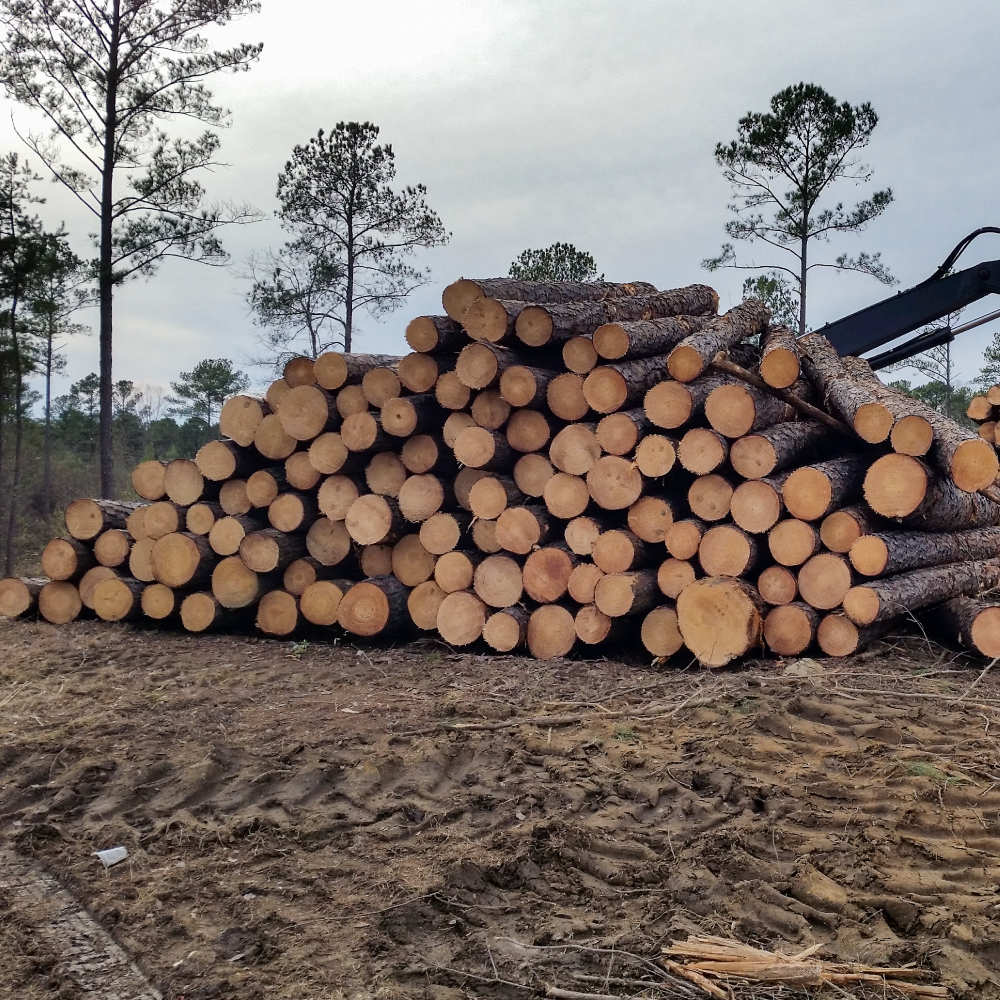 Timber Sales Sizemore & Sizemore